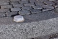 PEO Wielokierunkowy Krawężnikowy Element Odblaskowy DPT 360 stopni